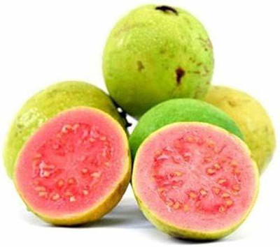 TRICONE Guava Seed(50 per packet)