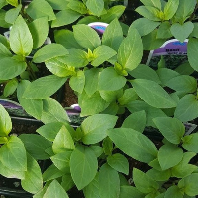 VibeX ® VMR-9 HERB BASIL QUEEN OF SHEBA Seed(1000 per packet)