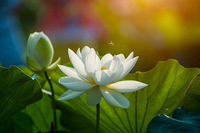 SaaHeli lotus,kamal gatta Seed(10 per packet)