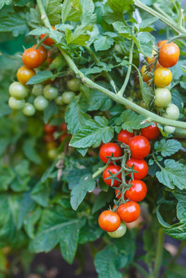 sharpvaishno tomato Seed(130 per packet)