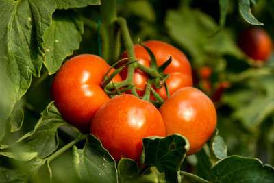 Aam ka beej tomato Seed(120 per packet)