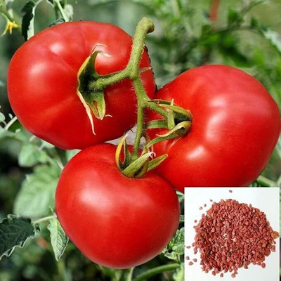 GreekNseeds tomato Seed(100 per packet)