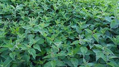 CYBEXIS ATS-16 - Lemon Basil - (4500 Seeds) Seed(4500 per packet)