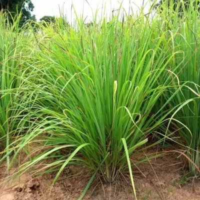 MAA Lemon Grass Seed(240 per packet)
