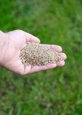 abiswas Garden Grass Seed(16000 per packet)