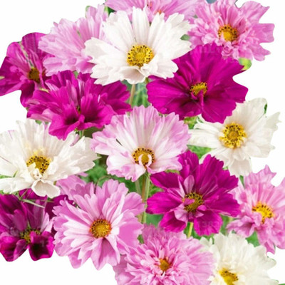 CYBEXIS Double Cosmos Sementes Flower Seeds-White and Pinksh Seed(25 per packet)