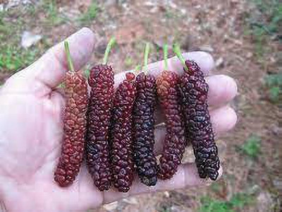 Oliver mulberry(shahatoot) fruit seeds Seed(137 per packet)