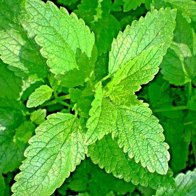 VibeX LX-98 - Capricata Citronella Lemon Balm - (250 Seeds) Seed(250 per packet)