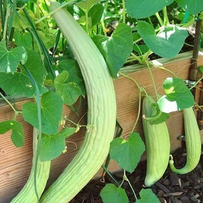 CYBEXIS NDIR-51 - Kakri - Long Melon - (450 Seeds) Seed(450 per packet)