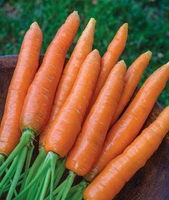 CYBEXIS ATS-16 - Carrot Scarlet Nantes Daucus carota - (750 Seeds) Seed(750 per packet)