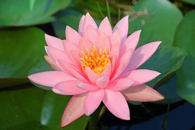 iGrow lotus,kamal gatta Seed(15 per packet)