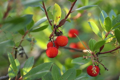 MAA LITCHI,LICHEE,LYCHEE Seed(11 per packet)
