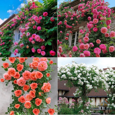 ibains Climbing Rose Flower Seeds no of seeds 47 Seed(47 per packet)