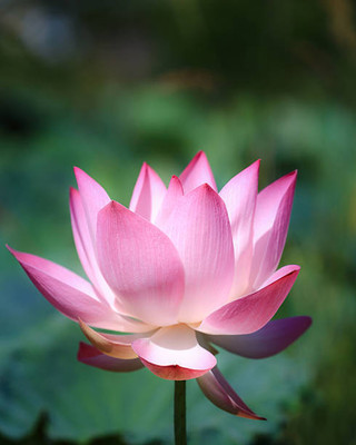 seedkart lotus,kamal gatta Seed(10 per packet)