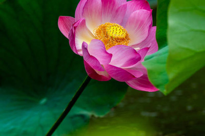 Sakshi Farms lotus,kamal gatta Seed(14 per packet)