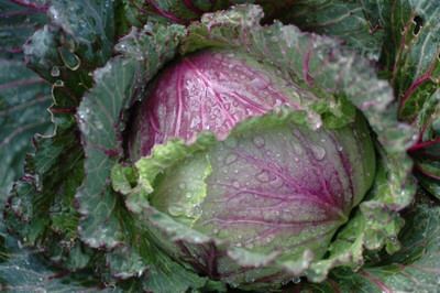 WILLVINE GOI -VII French Cabbage 'January King No 3' [10g] Seed(3000 per packet)