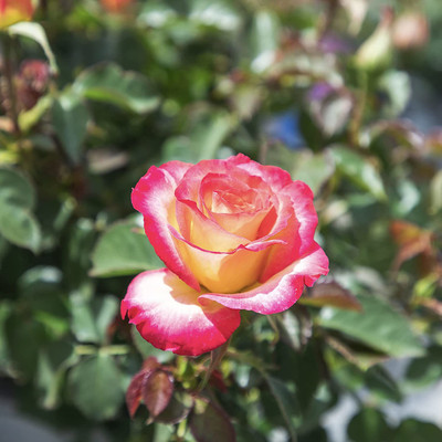 VibeX ® LXI-391 Pink Roses and Yellow Roses Seeds Seed(50 per packet)