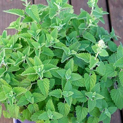 CYBEXIS LXI-90 - Nepeta Cataria Common Catmint - (4500 Seeds) Seed(4500 per packet)