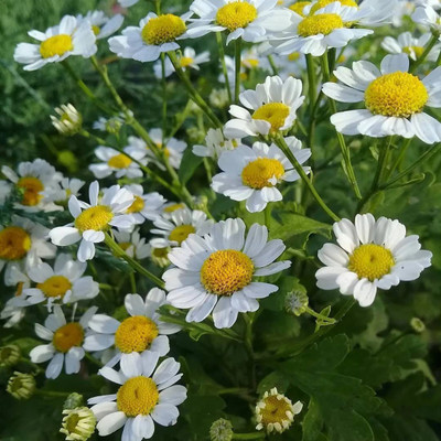 CYBEXIS LX-13 - German Chamomile - (750 Seeds) Seed(750 per packet)