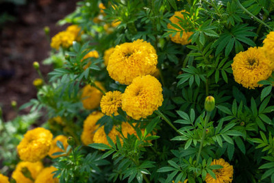 Brumm marigold/gende ka phool flower seeds Seed(75 per packet)