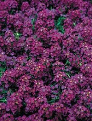 Avysa Alyssum Wonderland Deep Purple Flower Seed(50 per packet)