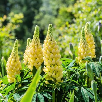 Lorvox lupin flower seeds mix colour/lupin Seed(60 per packet)