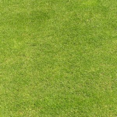 NATURAL LIVE BERMUDA GRASS SEEDS Seed(2200 per packet)