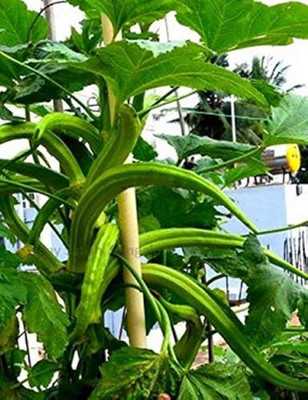 ibains Hybrid bindi seeds Seed(39 per packet)