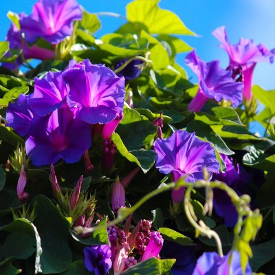 VibeX KGF -71 - Morning Glory Grandpa OTT - (300 Seeds) Seed(300 per packet)