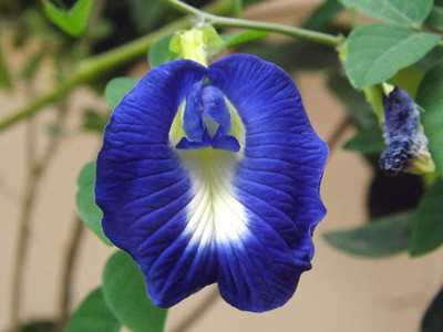 VibeX Rare Blue Butterfly Pea Seed(50 per packet)