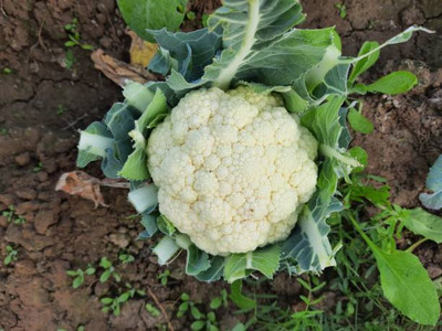 Ashish white cauliflower,gobhee seeds Seed(25 per packet)