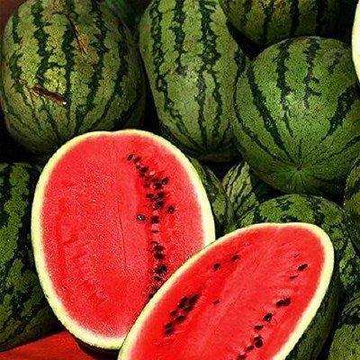 Biosnyg Non GMO Jubilee Watermelon Seeds for Home Gardening-(100 Seeds) Seed(100 per packet)