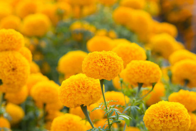 VERDOR marigold/gende ka phool flower seeds Seed(50 per packet)