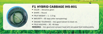 VibeX F1 HYBRID CABBAGE IHS-801(2500 Seeds) Seed(2500 per packet)