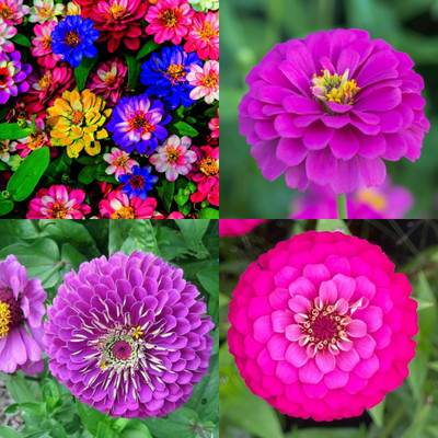 ibains Zinnia flowers mixed seed bij 50 Seed(50 per packet)