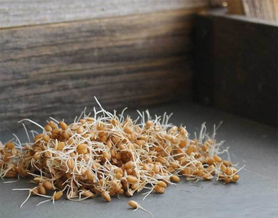 CYBEXIS WHEAT - HARD RED SPRING 2800 Seeds Seed(2800 per packet)