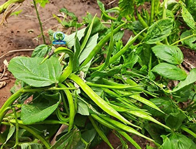 ASPEN Guar Phali | Gawar | Cluster Beans Seed(50 per packet)