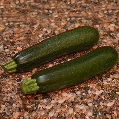 Qualtivate XXX-6A Summer Zucchini Squash Respect F2 Seed(30 per packet)