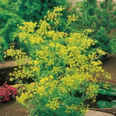 Qualtivate LX-106 Organic Bouquet Dill Seeds Seed(500 per packet)