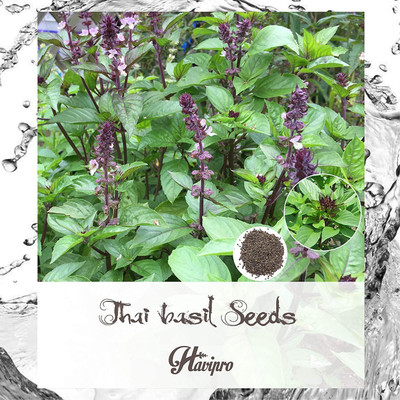 CYBEXIS XLL-69 - Non-GMO Thai Basil - (4500 Seeds) Seed(4500 per packet)