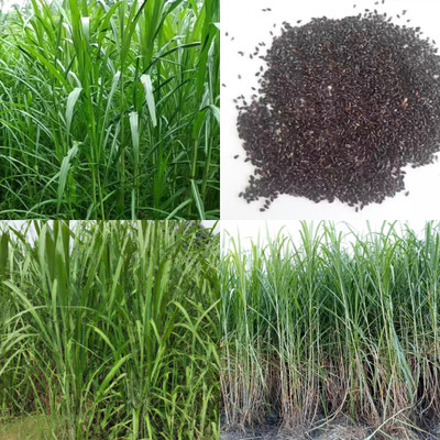 ibains Napier grass seeds for goat 650 Seed(650 per packet)