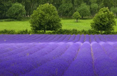VibeX XLR-6 - True English Lavender Vera - (750 Seeds) Seed(750 per packet)