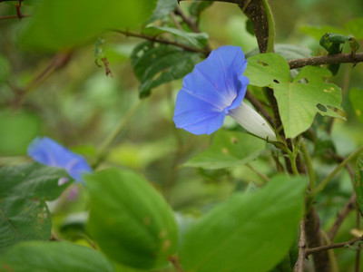 Quentova IPOMEA FLOWER-NCS-3T Seed(100 per packet)