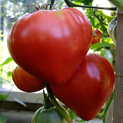 Qualtivate PUA-4A Pink Beefsteak Tomato Determinate Seed(300 per packet)
