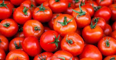 XOLDAA kashmiri hybrid tomato seeds Seed(75 per packet)