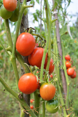 ZIXA tomato Seed(90 per packet)