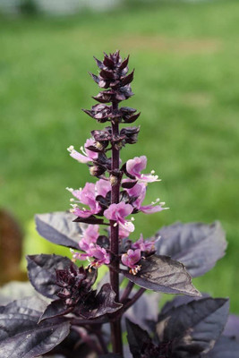 WILLVINE XLL-51 Amethyst Purple Basil Seed(1000 per packet)
