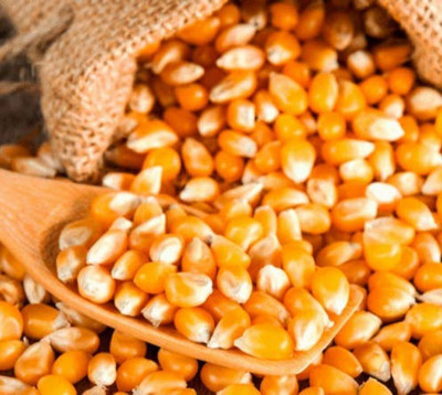 SUPRIKAM Hybrid Maize/vutta/sweet corn Seed(40 per packet)