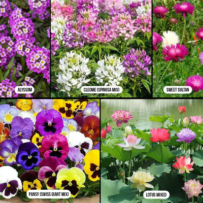 YELURI PRODUCTS Garden Flower Seeds Combo – Alyssum, Cleome, Sweet Sultan, Pansy & Lotus Mixed Seed(5 per packet)