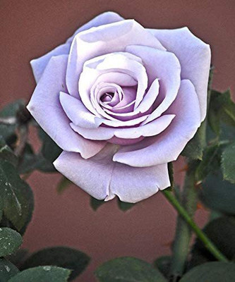 CYBEXIS XLR-40 - Sterling Silver Rose Flower - (100 Seeds) Seed(100 per packet)